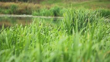 verde erba in crescita su il banche di il stagno video