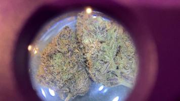 Video 4k de cannabis kush púrpura crítico