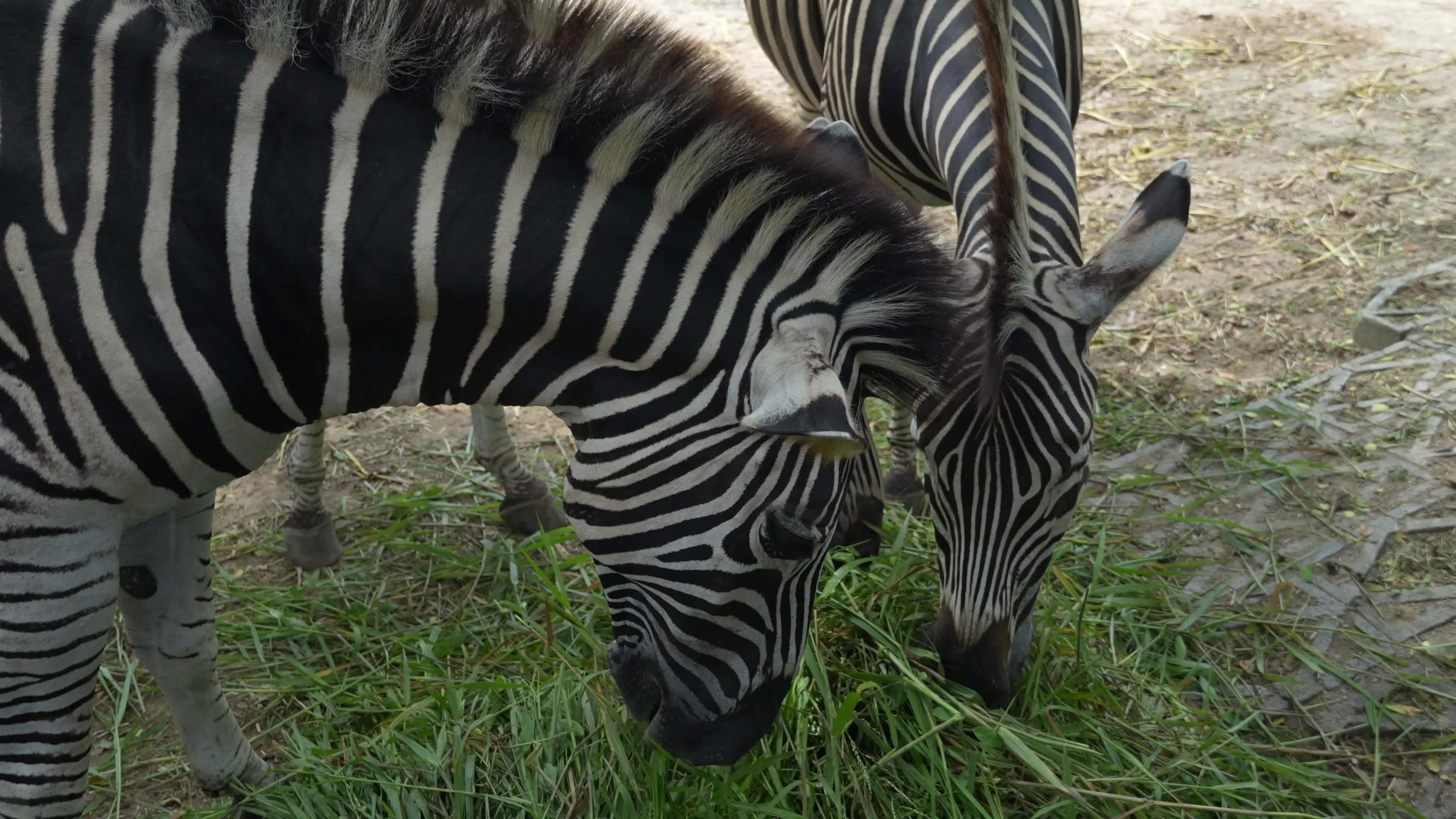 Zebras eating grass ,Animal conservation and protecting ecosystems concept. 13433946 Stock Video at Vecteezy Zebras eating grass ,Animal conservation and protecting ecosystems concept. 13433946 Stock Video at Vecteezy