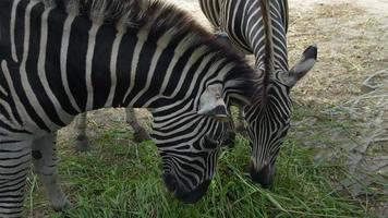 cebras comiendo hierba, concepto de conservación de animales y protección de ecosistemas. video