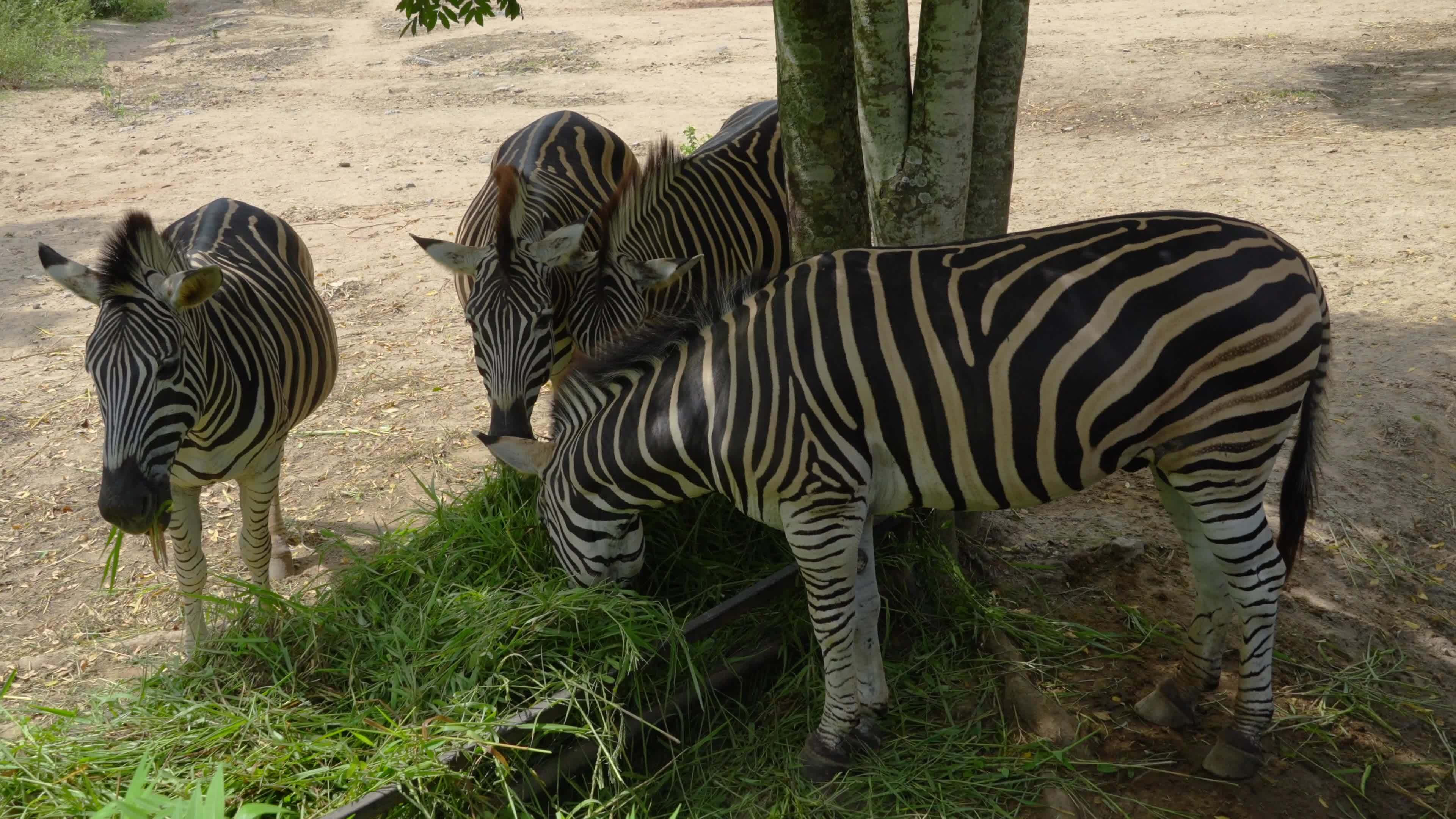 Zebras eating grass ,Animal conservation and protecting ecosystems concept. 13433954 Stock Video at Vecteezy Zebras eating grass ,Animal conservation and protecting ecosystems concept. 13433954 Stock Video at Vecteezy
