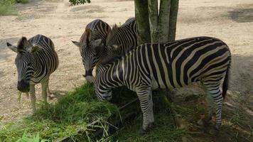 Zebras eating grass ,Animal conservation and protecting ecosystems concept. video