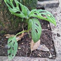 Monstera adansonii ornamental plant or Swiss Cheese Plant which is planted in the yard of the house so that the yard looks more beautiful and attractive photo