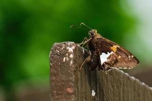 Silver spotted skipper butterfly blends in with a brown fence photo