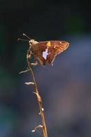 Silver spotted skipper butterfly in the sunlight finding a place to rest photo