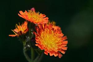Orange hawkweed flowers in the summer morning sun with a dark background photo