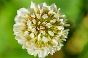 The top of a white clover flower photo