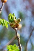 Red horse-chestnut tree bud popping open at first sign of spring photo