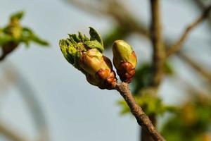 Red horse-chestnut leaf busting out of it's bud on a sunny Spring morning photo