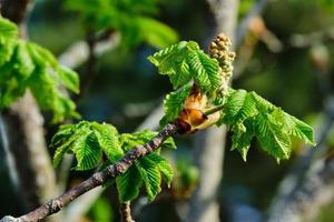 Red horse-chestnut tree bud blooming in springtime photo