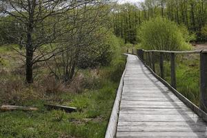 Wooden path leading through a forest in the Eifel region photo
