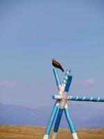 Falcon sitting on a wooden post in Kazakhstan photo