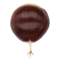 Single brown raw chestnut with visible tail from top on isolated white background photo