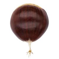 Single brown raw chestnut with visible tail from top on isolated white background photo