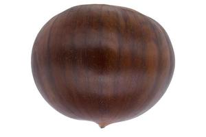 Single brown raw chestnut from top on isolated white background photo