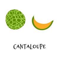 Vector illustration of cantaloupe in hand drawn flat style.