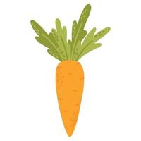 Carrot isolated on white background. Vector illustration. Orange carrot in hand drawn style.