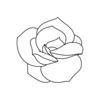 Succulent echeveria in doodle style, vector illustration. Desert flower hand drawn for print and design. Isolated element on a white background. Home plant outline, side view
