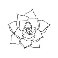 Succulent echeveria in doodle style, vector illustration. Desert flower hand drawn for print and design. Isolated element on a white background. Home plant outline, side view