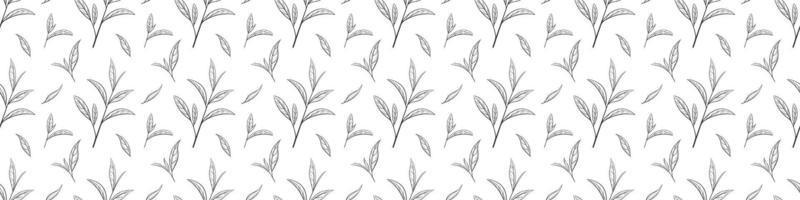 Seamless pattern of green tea leaves, vector illustration. Background hand drawn for print and design. Sketch tea organic food and drink. Outline of plant and tree leaf on a white background
