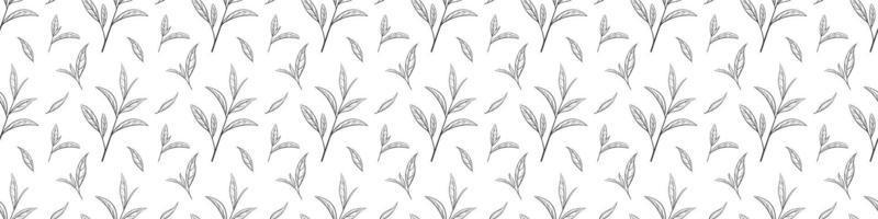 Seamless pattern of green tea leaves, vector illustration. Background hand drawn for print and design. Sketch tea organic food and drink. Outline of plant and tree leaf on a white background