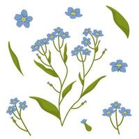 Set of myosotis design elements. Wildflowers in cartoon style. vector