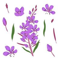 Set of fireweed design elements. Wildflowers in cartoon style. vector