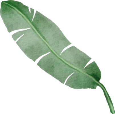 Banana Leaf PNGs for Free Download