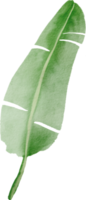 cutout banana leaf simplicity watercolor painting. png