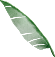 cutout banana leaf simplicity watercolor painting. png