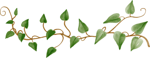 ivy plant watercolor simplicity painting. png