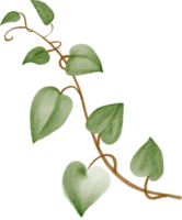 ivy plant watercolor simplicity painting. png