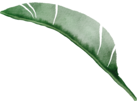 cutout banana leaf simplicity watercolor painting. png