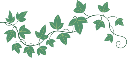 Simplicity ivy freehand drawing png