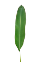 banana leaf Isolate on transparent background PNG file