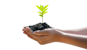 tree sapling in human hands Isolate on transparent background PNG file