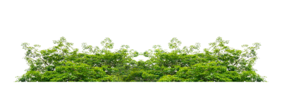 grass Isolate on transparent background PNG file