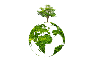 tree in the green globe Isolate on transparent background PNG file