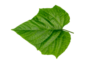 aislar la hoja en el archivo png de fondo transparente