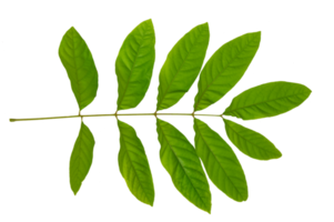 leaf Isolate on transparent background PNG file