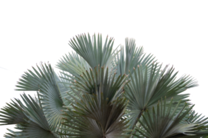 hojas de palma aíslan un pedestal aislado en un archivo png de fondo transparente
