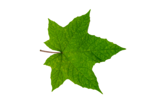 leaf Isolate on transparent background PNG file