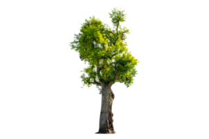 Baum Strauch Gartendekoration isolieren auf transparentem Hintergrund Png-Datei png