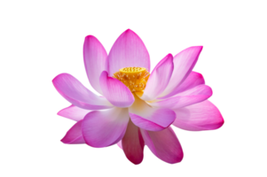 lotus rose violet isoler sur le fichier png de fond transparent