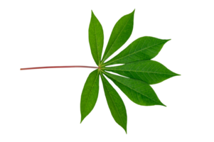 leaf Isolate on transparent background PNG file