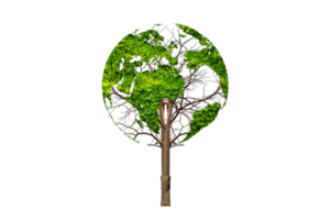 albero nel il verde globo isolato su trasparente sfondo png file