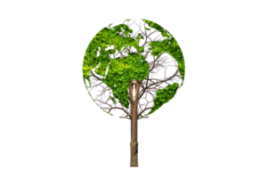 tree in the green globe Isolate on transparent background PNG file