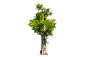 Tree Shrub Garden Decoration Isolate on transparent background PNG file