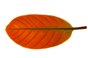 leaf red Isolate on transparent background PNG file