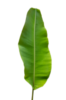 banana leaf Isolate on transparent background PNG file